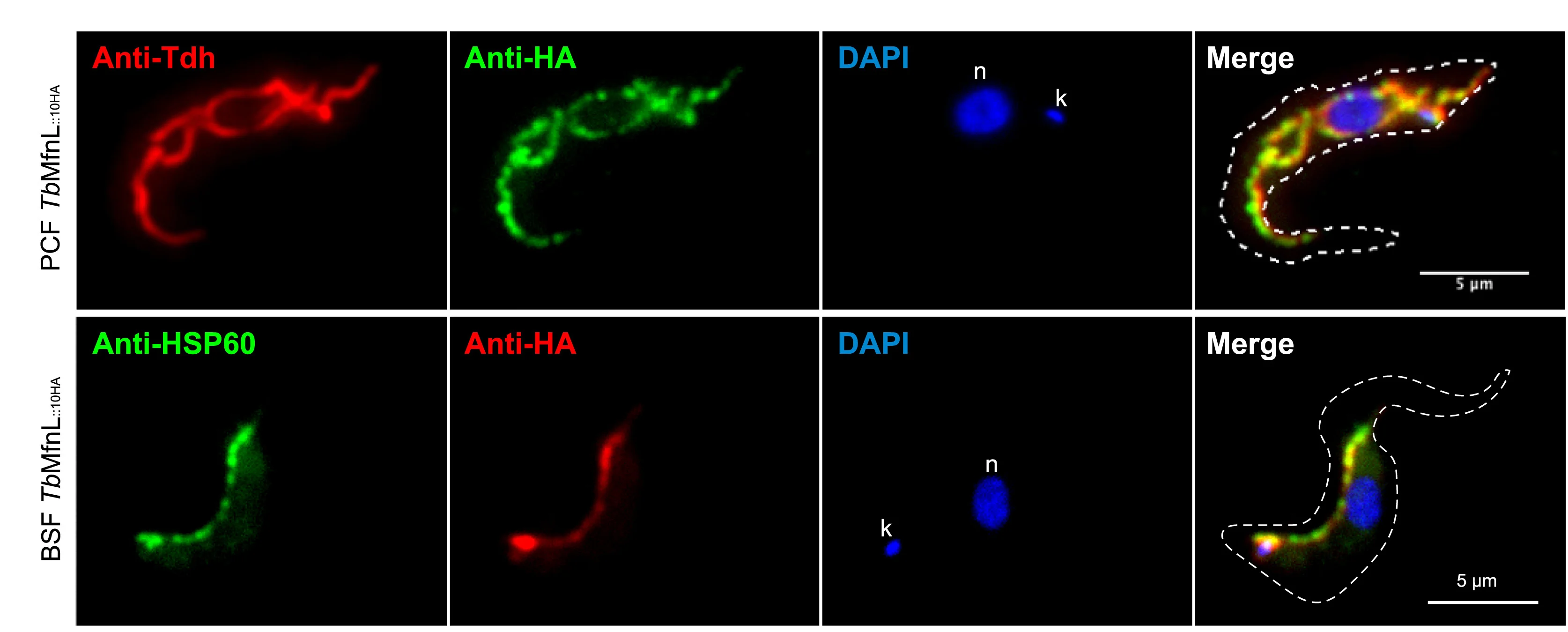 Open access visualization of Microscopy, Subcellular Localization, TbMfnL::10HA, Procyclic Form, Bloodstream Form