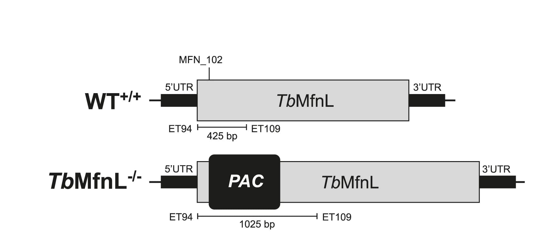 Open access visualization of Illustration, TbMfnL Inactivation, Puromycine Resistant Marker, PAC