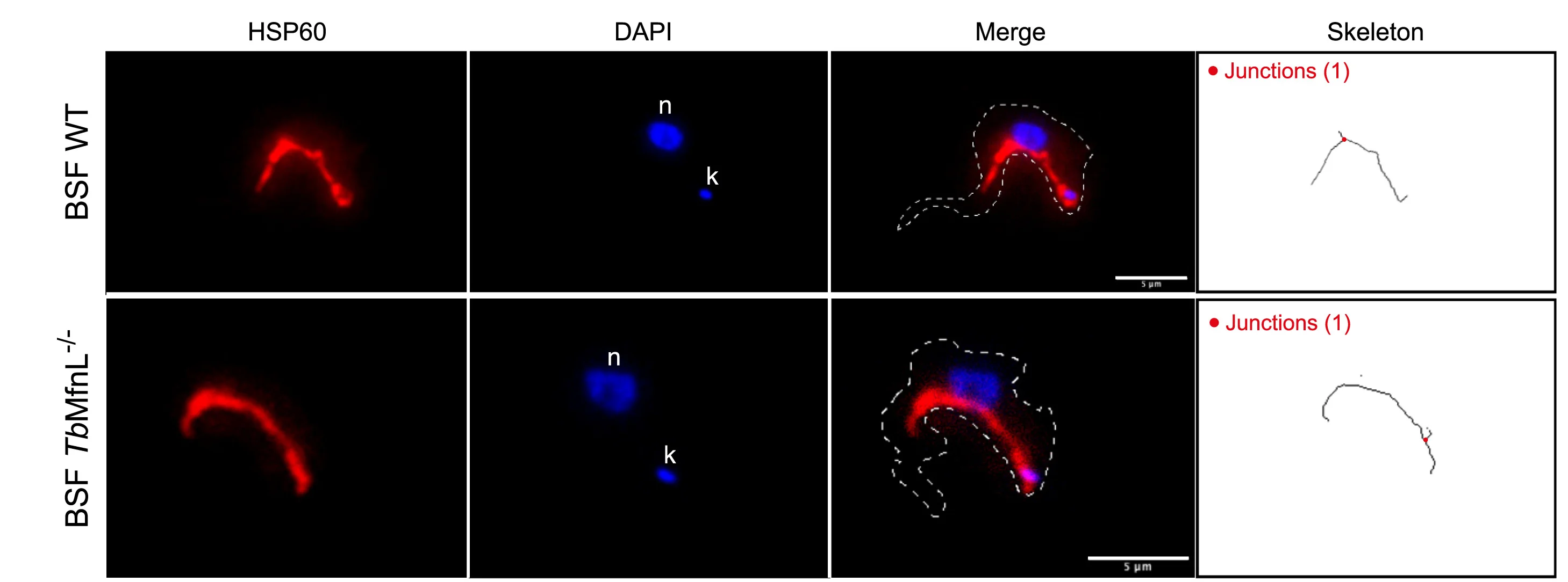 Open access visualization of Microscopy, Antibody, HSP60, Mitochondrial Shape, BSF Cells
