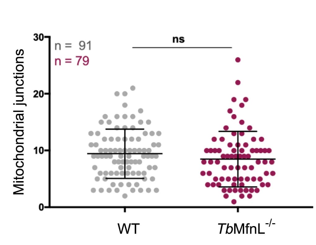 Open access visualization of Scatter Plot, Error Bars, Mitochondrial Junctions, Quantification, Skeleton Image
