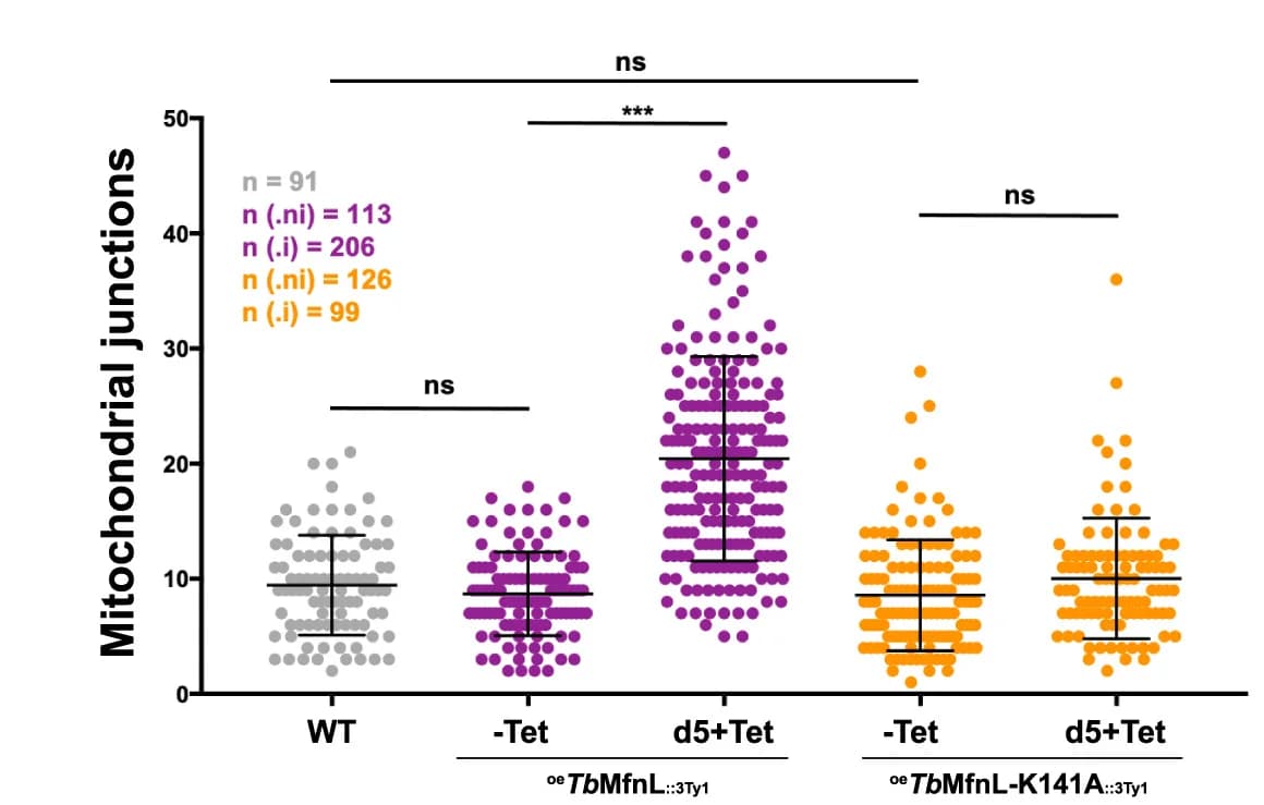 Open access visualization of Scatter Plot, Error Bars, Mitochondrial Junctions, Rhodamine 123 Microscopy, Quantification