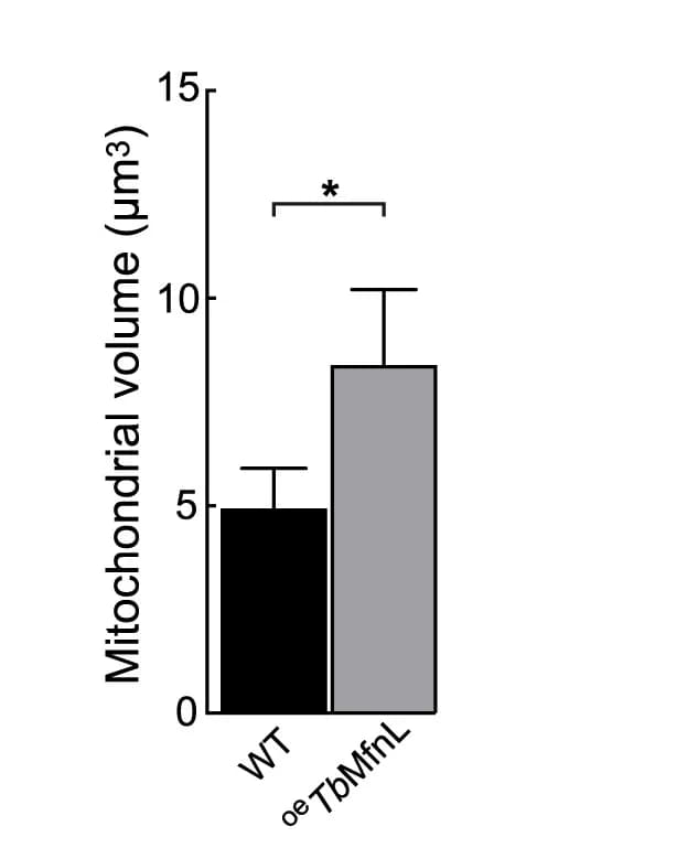 Open access visualization of Bar Plot, Error Bars, Clustered, Mitochondrial Volume, Quantification