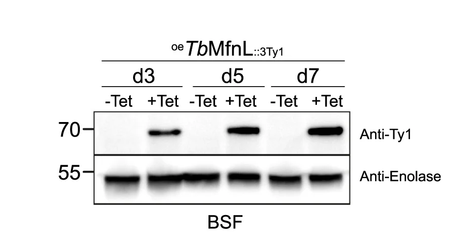 Open access visualization of Gel, Western Blot, Whole-cell Extracts, BSF Cells, Antibody