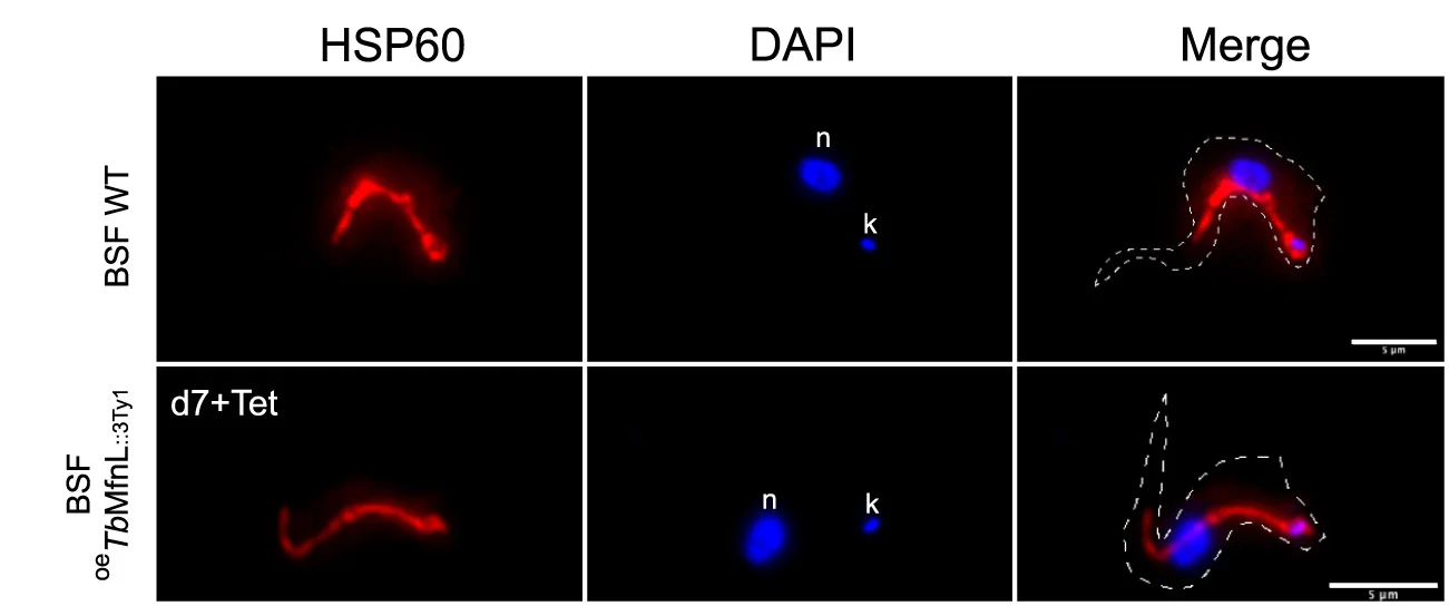Open access visualization of Microscopy, Subcellular Localization, Immunofluorescence, BSF Cells, Antibody