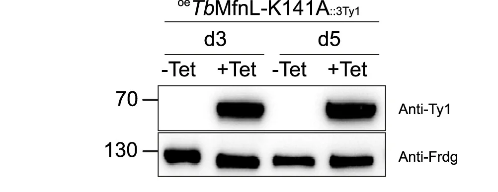 Open access visualization of Gel, Western Blot, Whole-cell Extracts, PCF Cells, Antibody