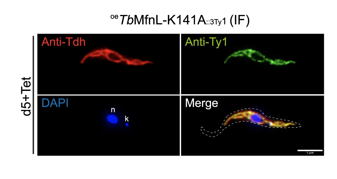 Open access visualization of Microscopy, Submitochondrial Localization, Immunofluorescence, PCF Cells, Colocalization