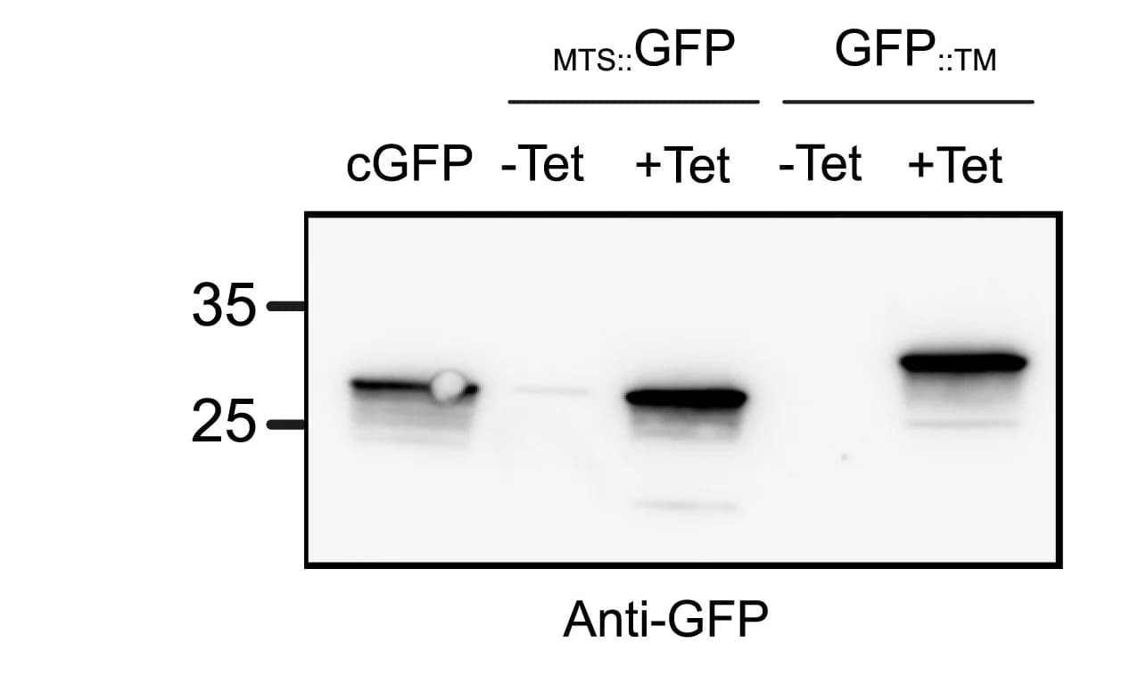 Open access visualization of Gel, Western Blot, GFP Expression, Constitutive GFP, Cytosolic GFP
