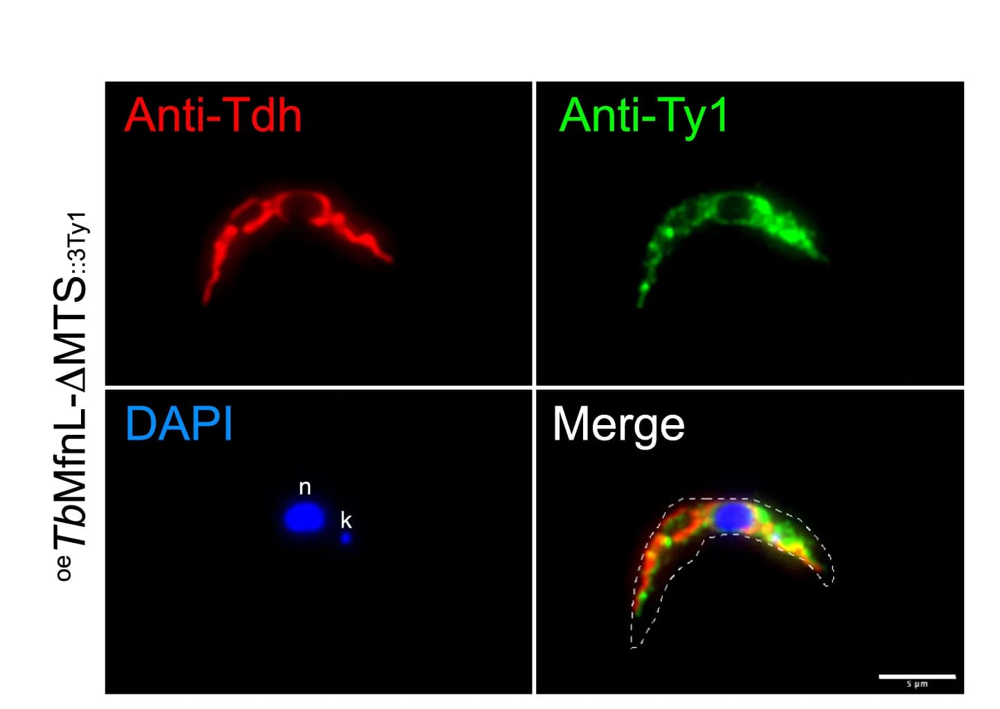 Open access visualization of Microscopy, Subcellular Localization, TbMfnL-ΔMTS::3Ty1, PCF, Immunofluorescence