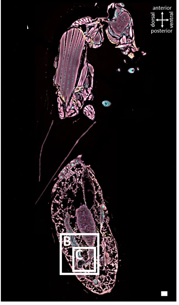 Open access visualization of Microscopy, Adult Male, SodalisSC, Wolbachia, Rickettsia