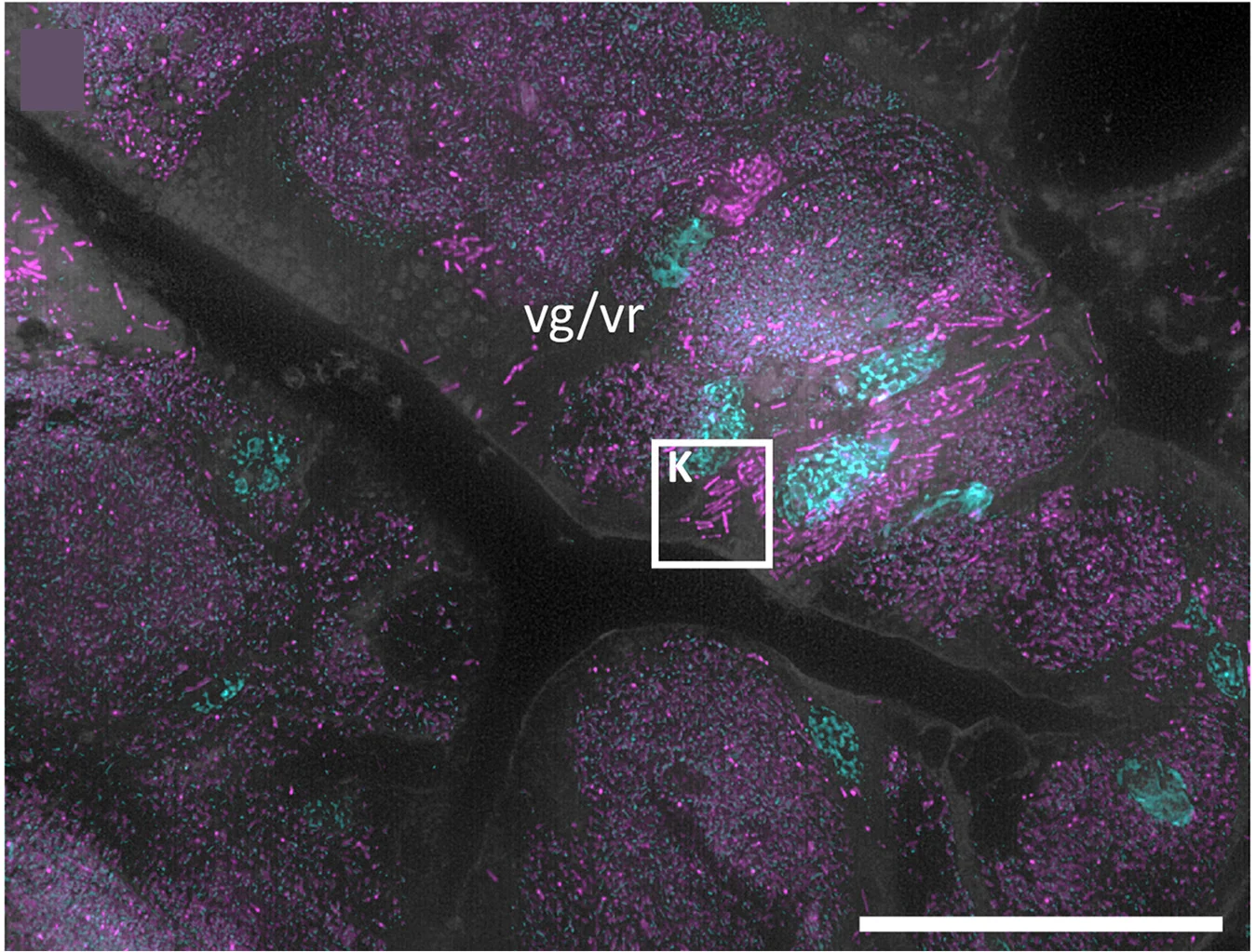 Open access visualization of Microscopy, High-Magnification Images, Venom Gland, SodalisSC, Cells