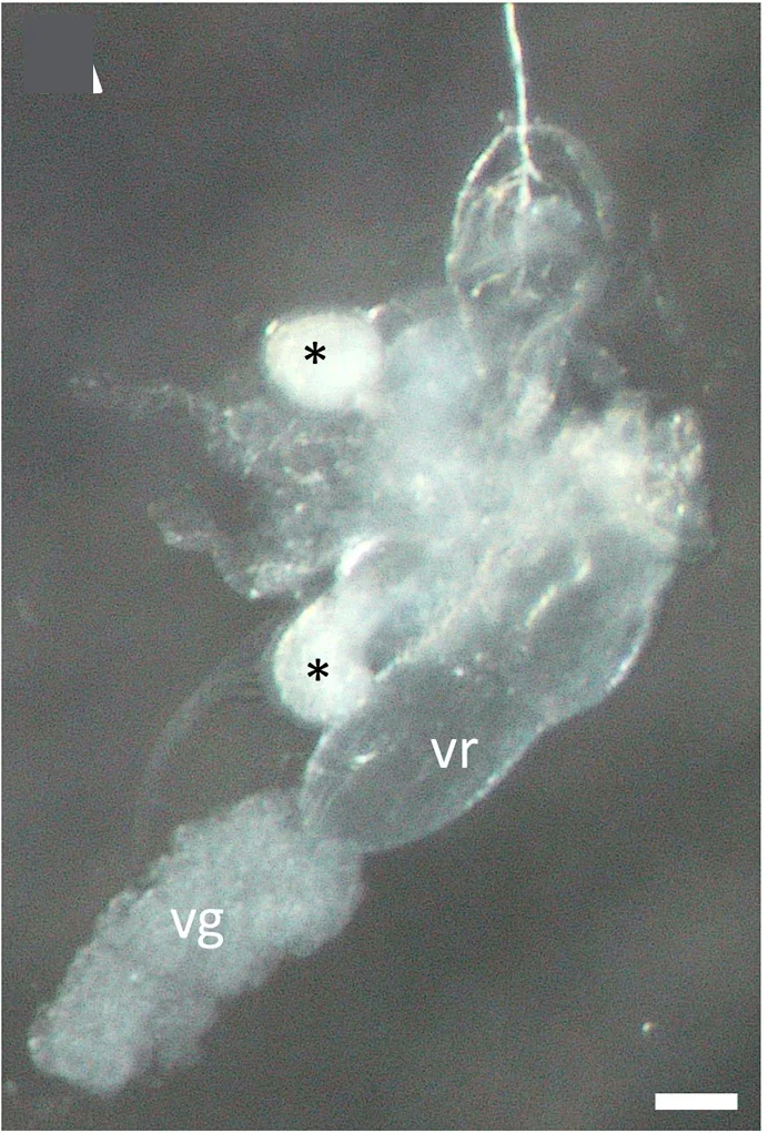 Open access visualization of Microscopy, Venom Gland, Venom Reservoir, Stereomicroscope, Accessory Glands