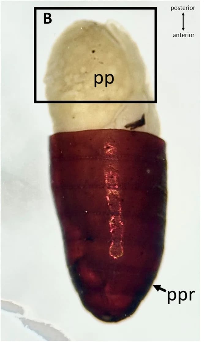 Open access visualization of Photo, Puparium, Housefly, Pupa, Parasitization