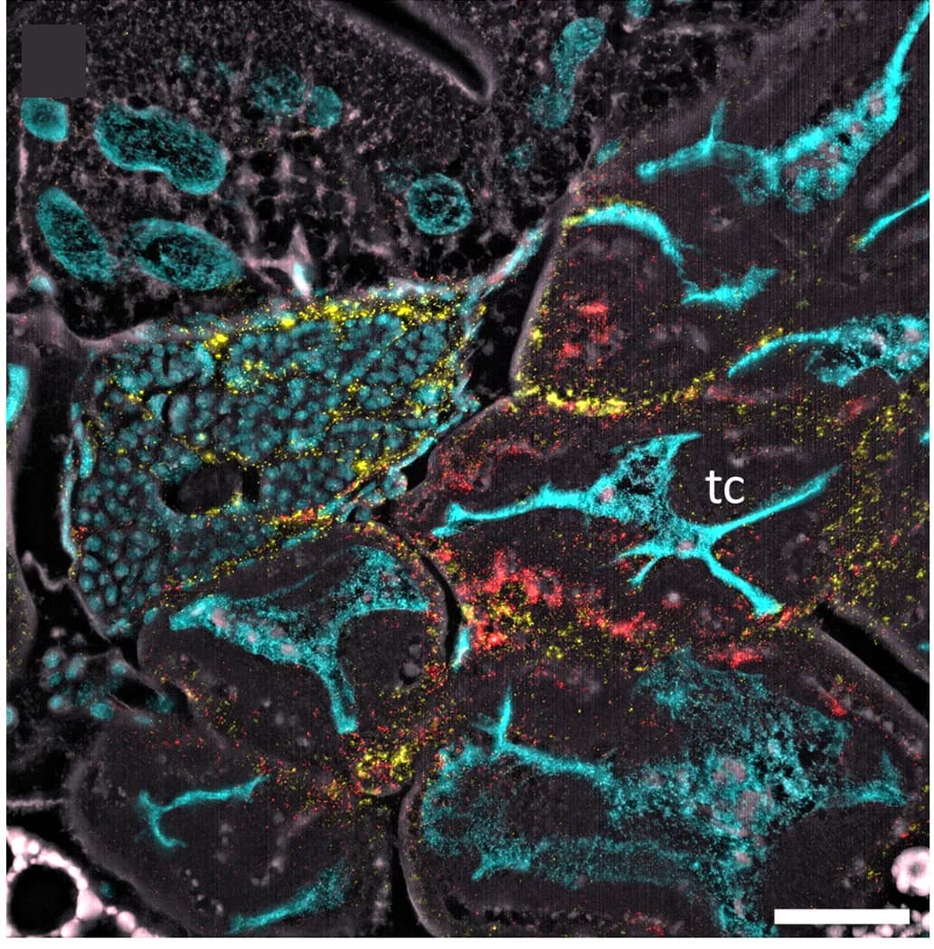 Open access visualization of Microscopy, Larva, Sodalis SC, Gut Epithelia