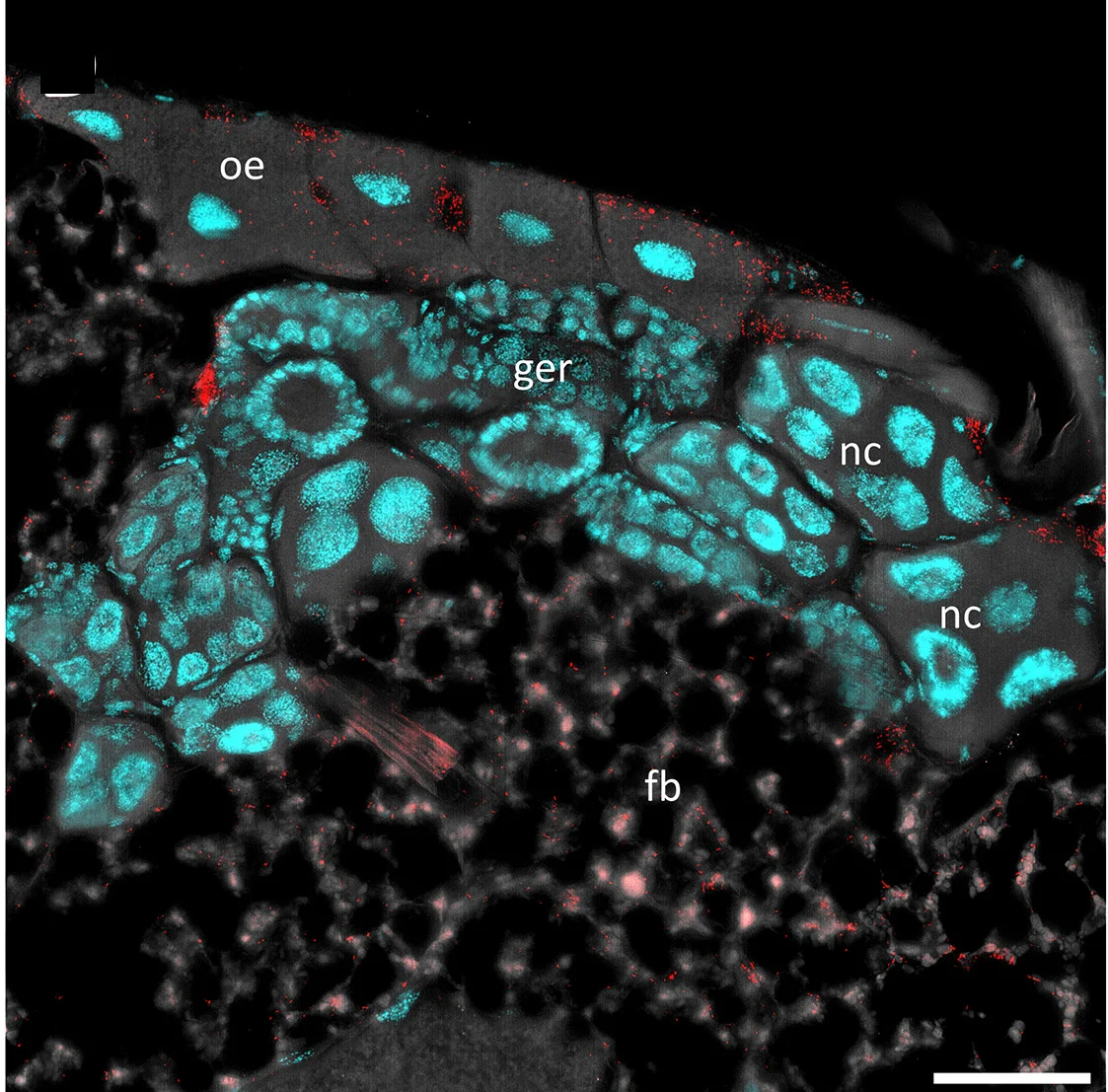 Open access visualization of Microscopy, SodalisPP, Ovaries, Spalangia Cameroni, Germarium