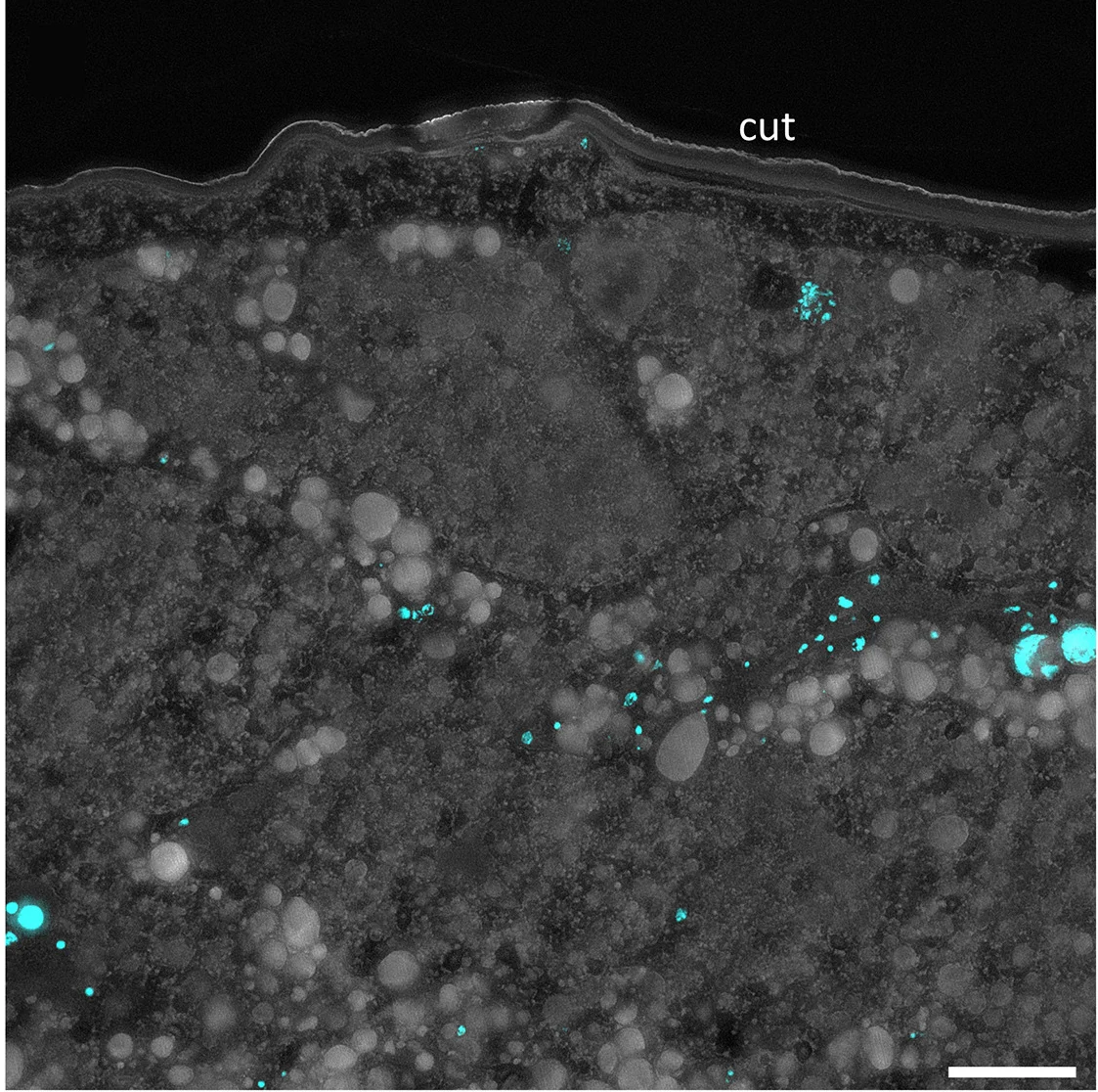 Open access visualization of Microscopy, Housefly Pupa, Spalangia Cameroni, SodalisPP, Cell Nuclei