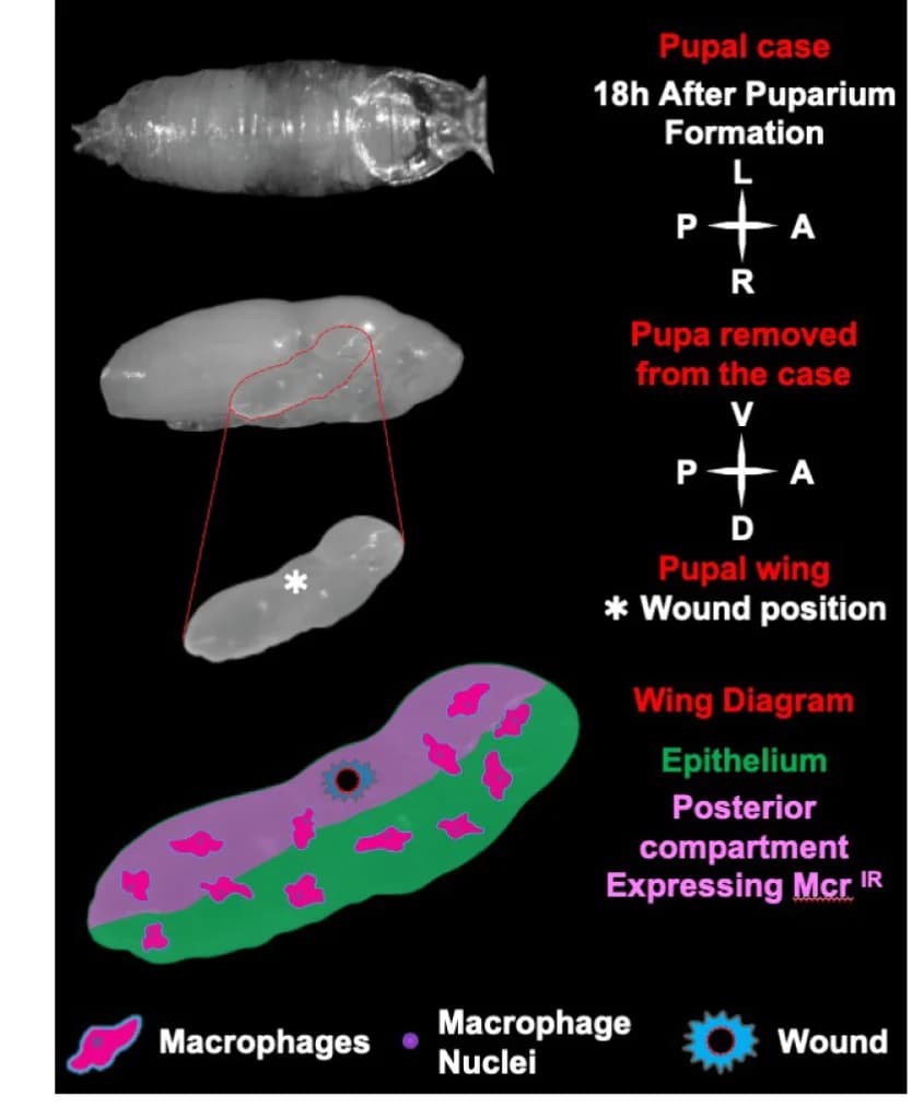Open access visualization of Illustration, Workflow, Pupae, Puparium, Pupal Case