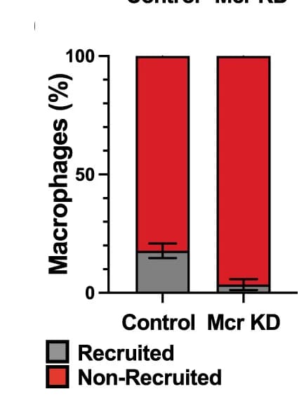Open access visualization of Stacked Bar Plot, Error Bars, Ratio, Recruited Macrophages, Non-recruited Macrophages
