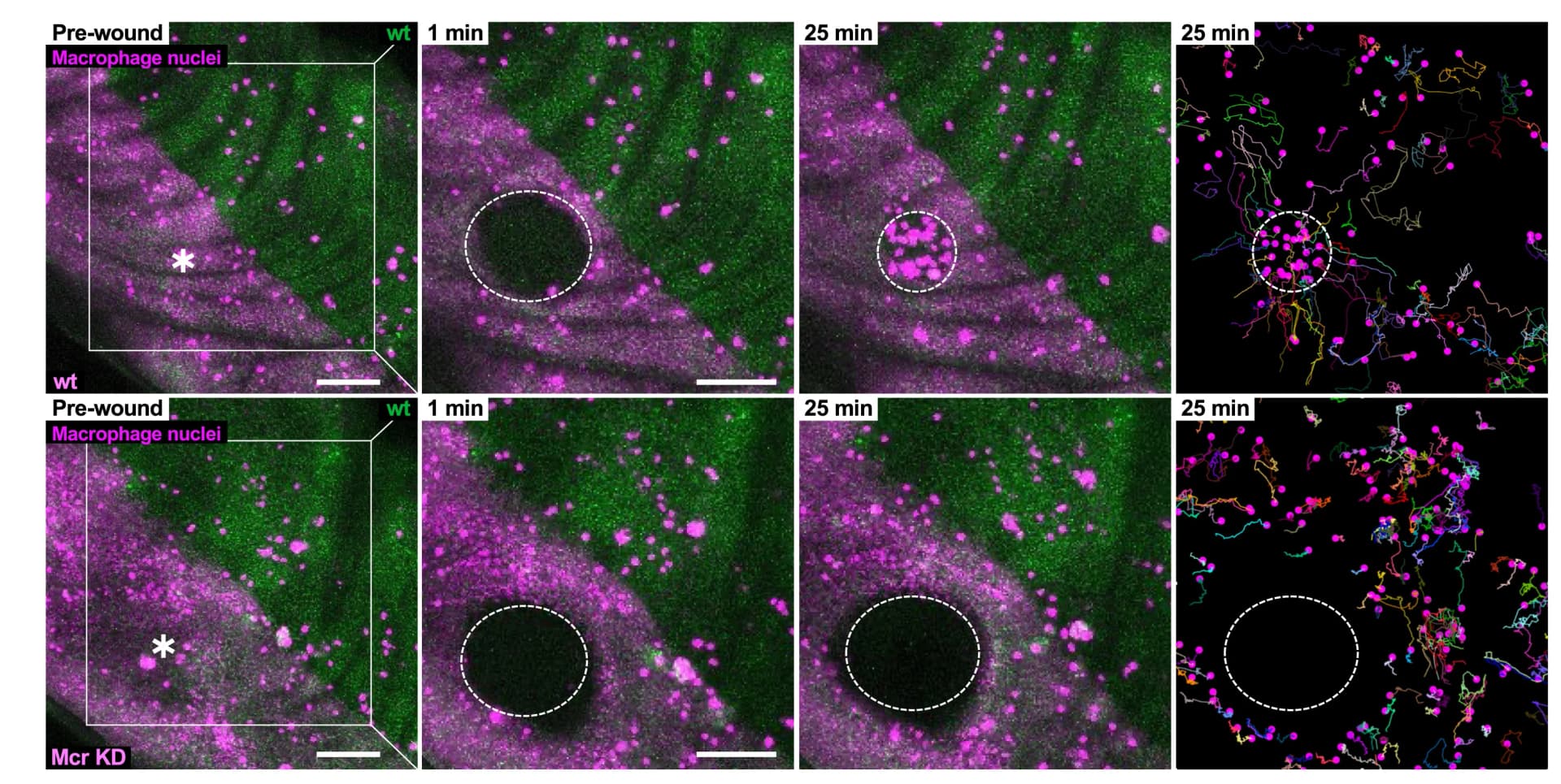 Open access visualization of Microscopy, Confocal Microscopy, Time-lapse Microscopy, Pupal Wing, Macrophage Nuclei