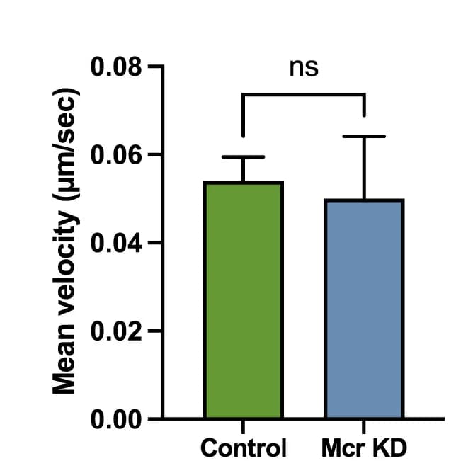 Open access visualization of Bar Plot, Error Bars, Clustered, Macrophage Tracking, Wound Center