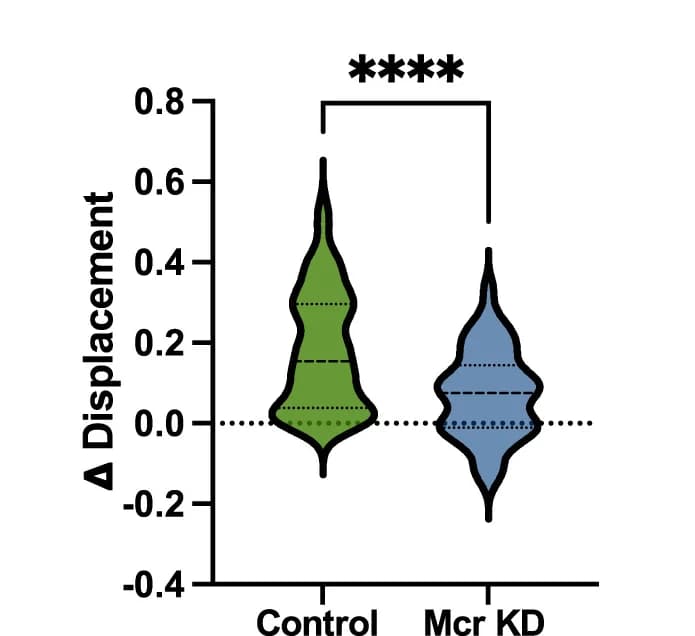 Open access visualization of Violin Plot, Displacement, Macrophage Tracking, Mean, SEM