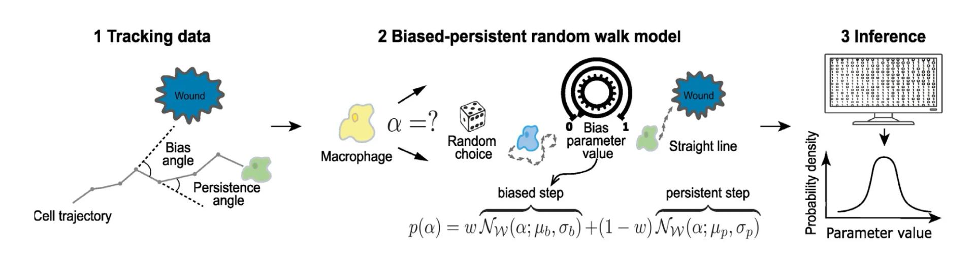 Open access visualization of Workflow, Line Plot, Density Plot, Cell Migration, Random Walk Model