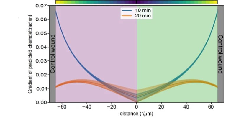 Open access visualization of Line Plot, Error Bars, Density Plot, Chemoattractant Concentration, Wounds