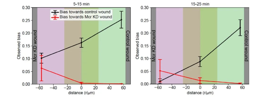 Open access visualization of Line Plot, Error Bars, Wounds, Cell Tracks, Control Wounds