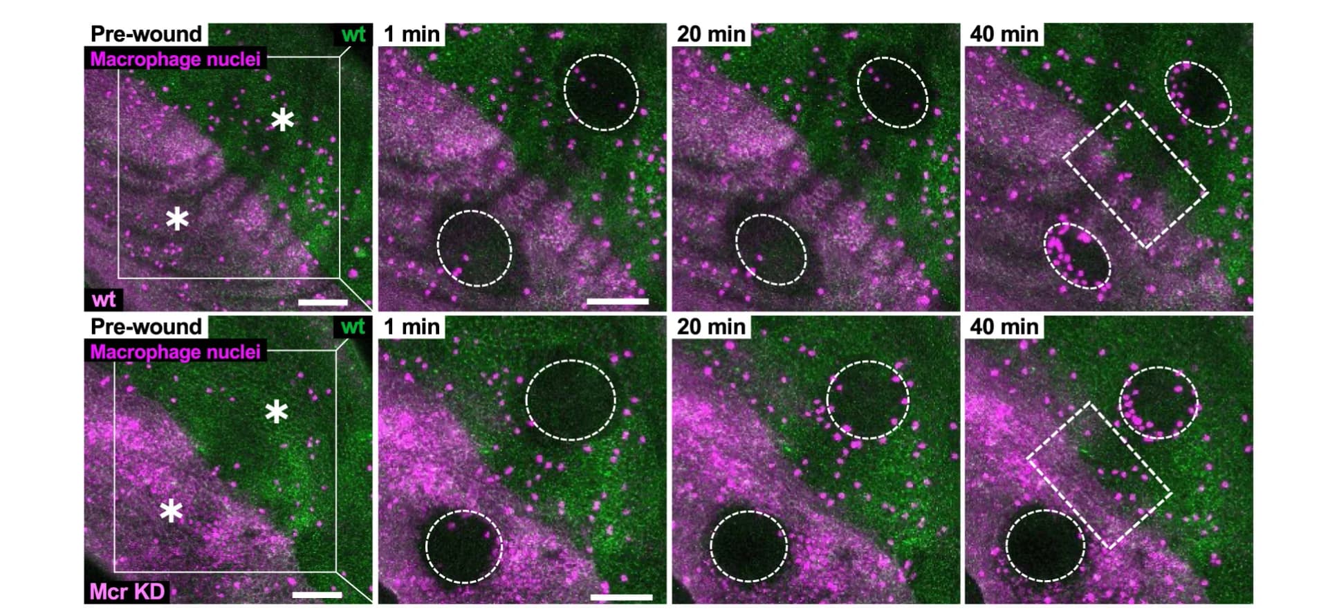 Open access visualization of Microscopy, Time-Lapse Microscopy, Macrophages, Wild-Type Wounds, Posterior Compartment