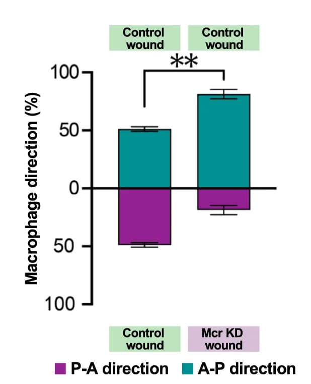 Open access visualization of Bar Plot, Error Bars, Stacked Bar Plot, Macrophages, Inter-Wound Region