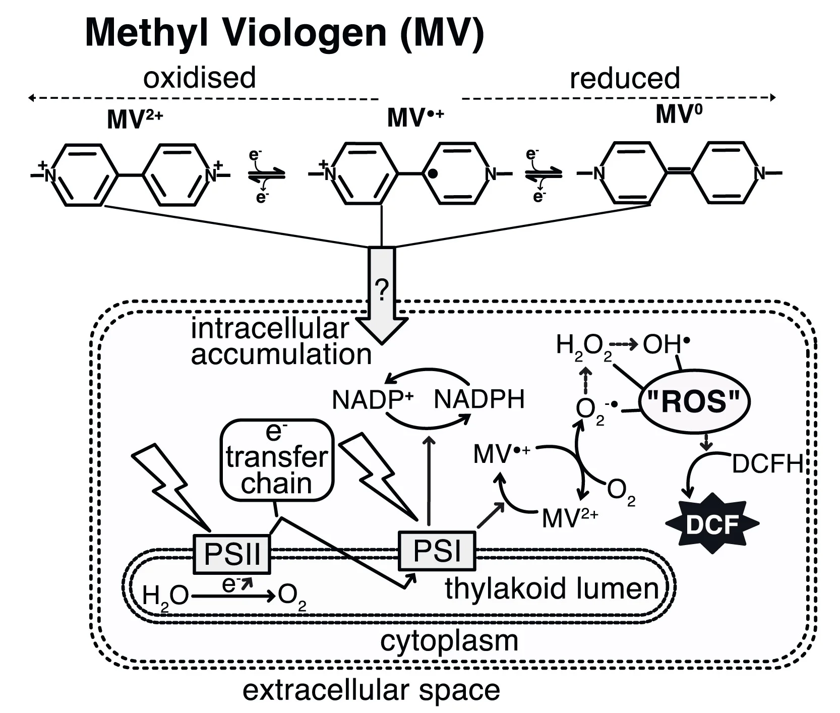 Open access visualization of Workflow, Flowchart, Illustration, Methyl Viologen, Redox States
