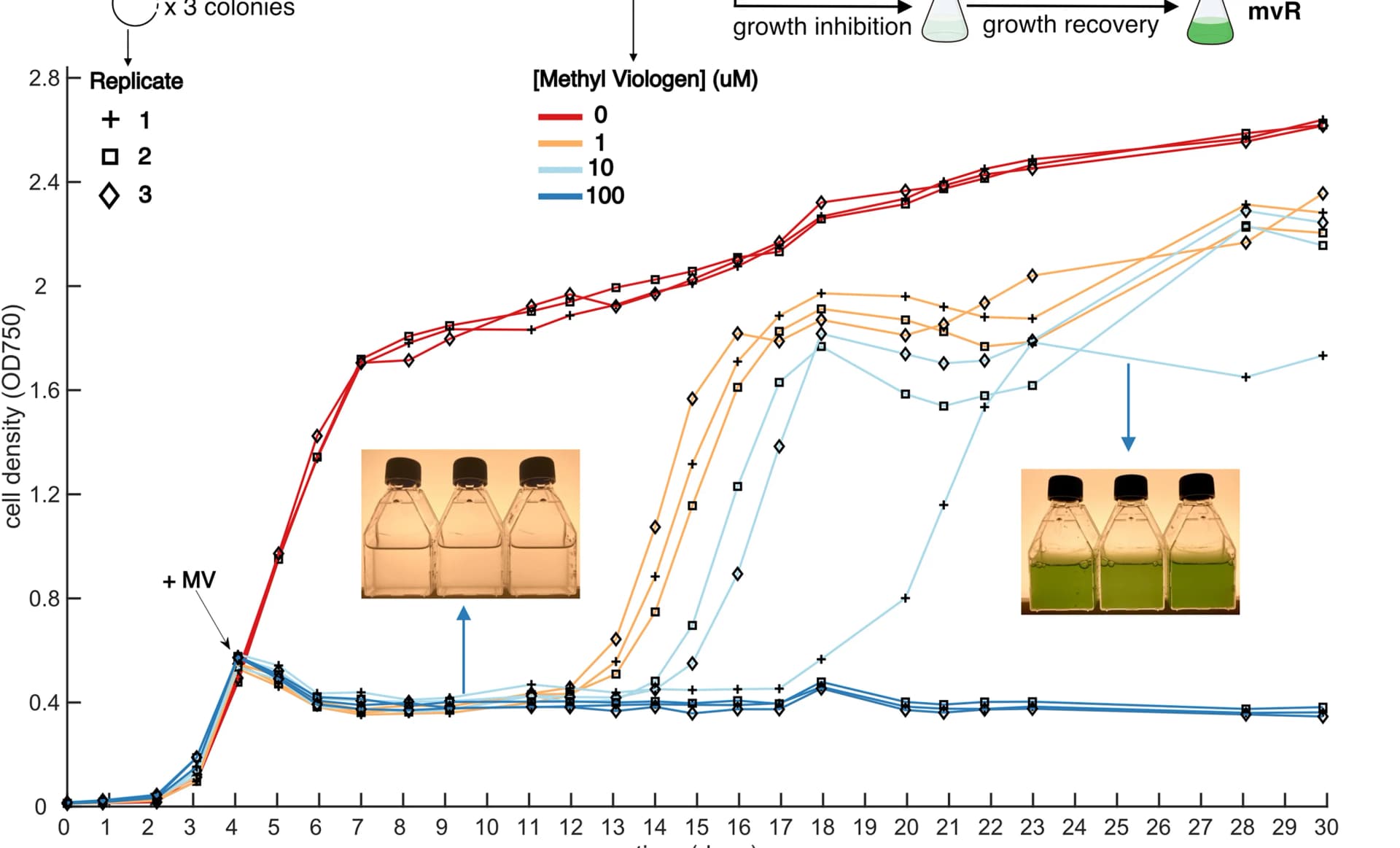 Open access visualization of Line Plot, Photo, Growth Curves, Synechocystis sp. PCC 6803, Wild-Type Strain