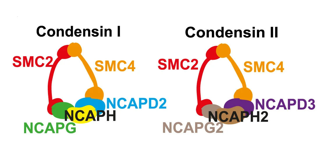Open access visualization of Illustration, Chemical Structure, Condensin I, Condensin II, Subunits