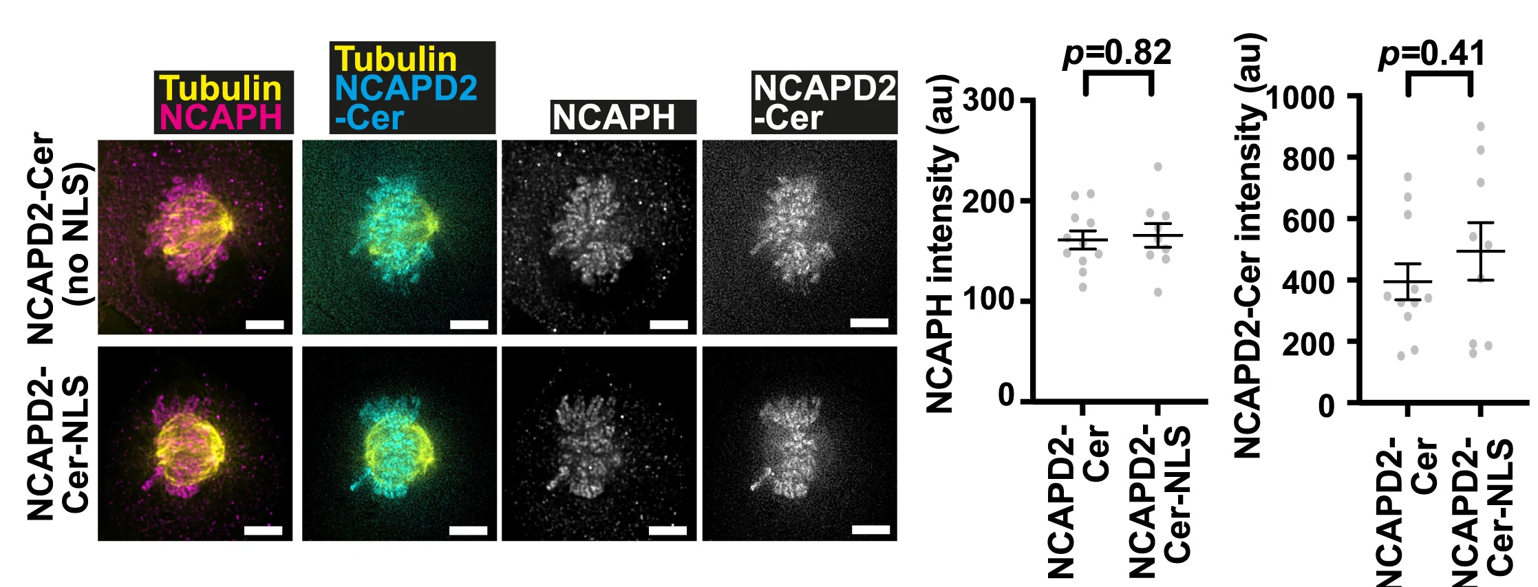 Open access visualization of Microscopy, Scatter Plot, Error Bars, Immunofluorescence, Condensin I