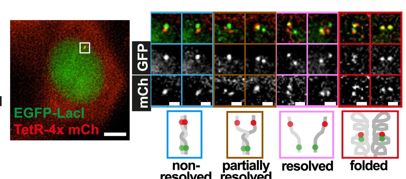 Open access visualization of Microscopy, Illustration, TetR-4x mCherry, EGFP-LacI-NLS, HT-1080 Cells