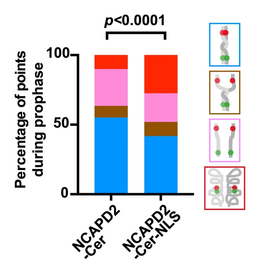 Open access visualization of Stacked Bar Plot, Illustration, Prophase, Chi-Squared Test