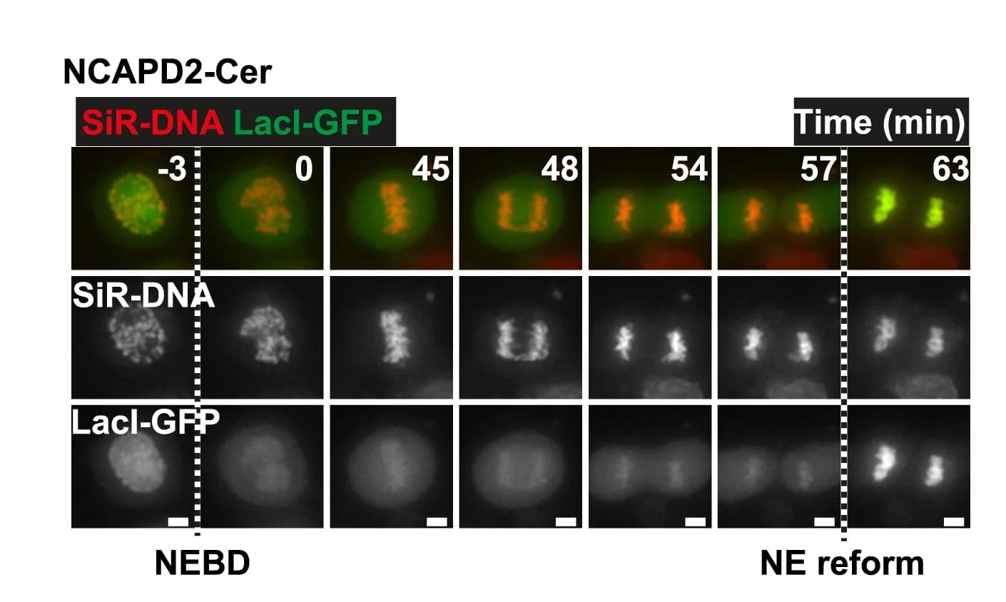 Open access visualization of Microscopy, Time-lapse Images, NCAPD2-Cer Cell, Mitosis, Chromosomes