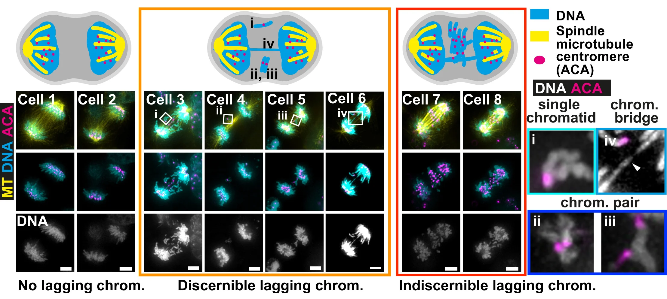 Open access visualization of Microscopy, Illustration, Immunofluorescence, Centromeres, Chromosomes