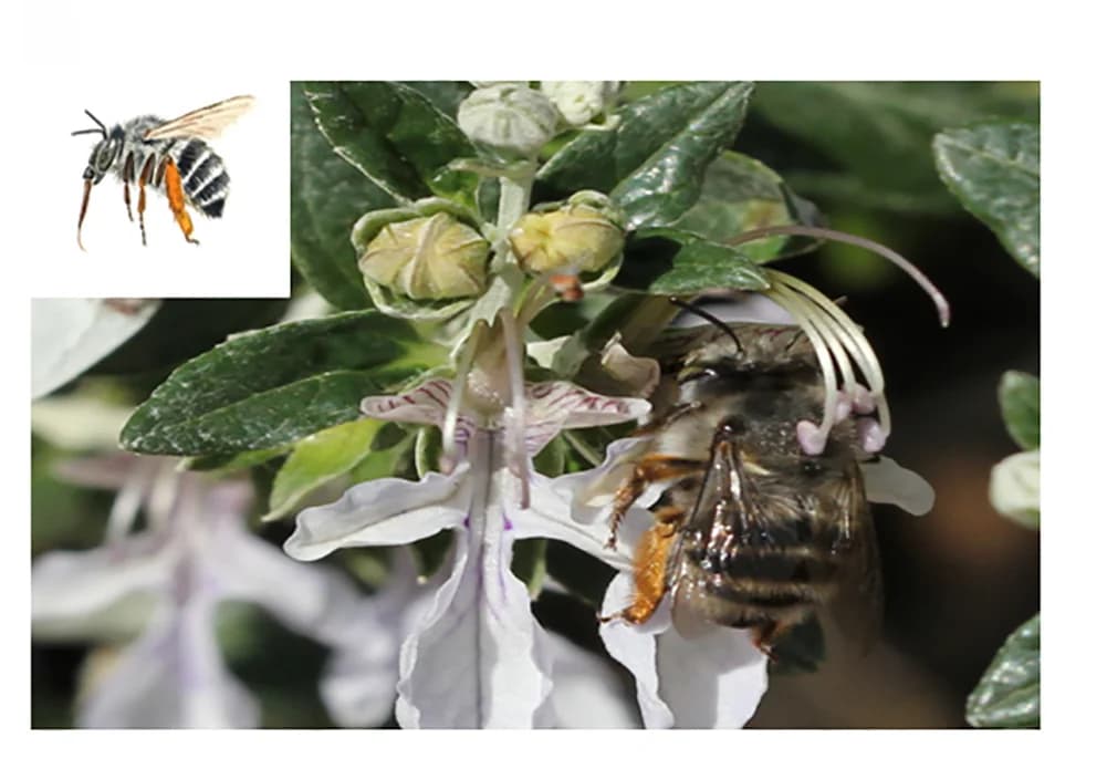Open access visualization of Photo, Anthophora Dispar, Teucrium Fruticans