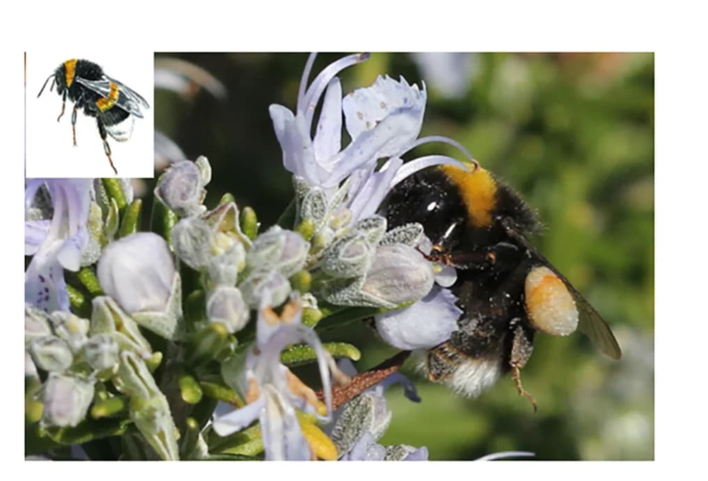 Open access visualization of Photo, Bombus Terrestris, Salvia Rosmarinus