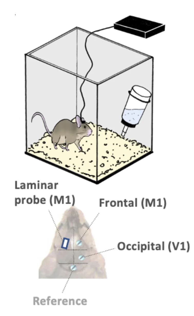 Open access visualization of Illustration, Recording Setup, Motor Cortex, Visual Cortex