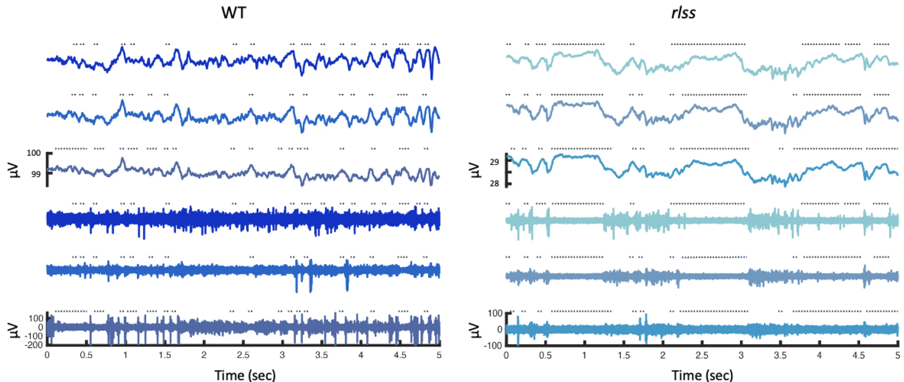 Open access visualization of Line Plot, LFP, MUA, WT Mouse, rlss Mouse