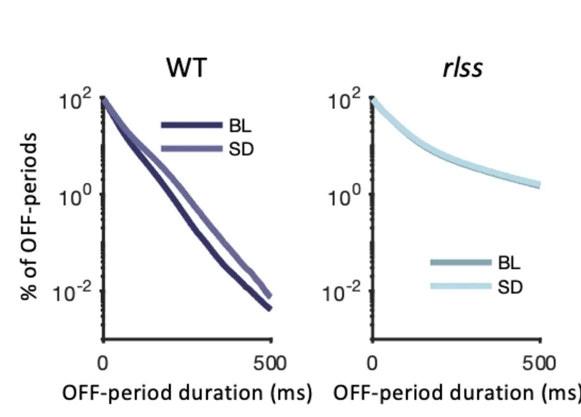 Open access visualization of Line Plot, Survival Curves, OFF-Periods, NREMS, Baseline