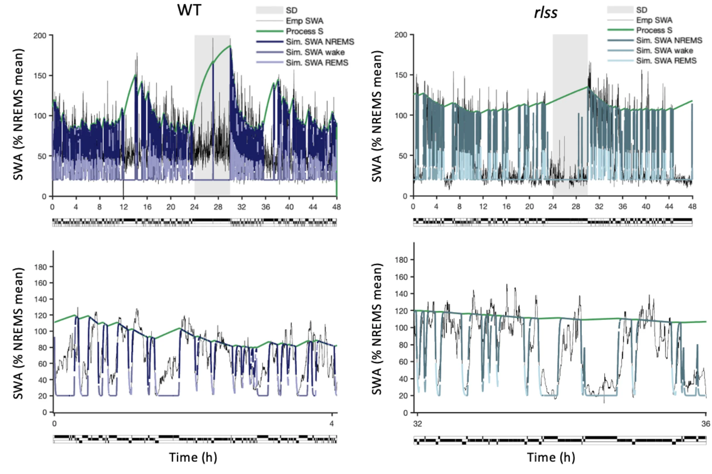 Open access visualization of Line Plot, Slow-Wave Activity, Sleep Deprivation, Wild Type Mouse, rlss Mouse