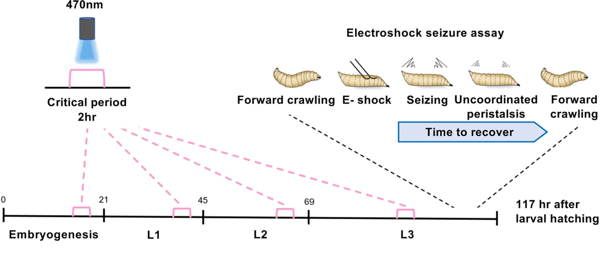 Open access visualization of Workflow, Illustration, Electroshock Protocol, BL Exposure, Seizure-like Phenotype