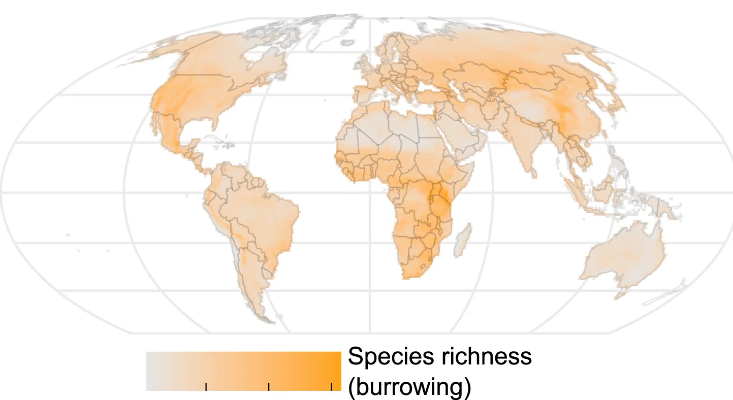 Open access visualization of Geo Map, Burrowing Species, Non-Burrowing Species, Species Richness