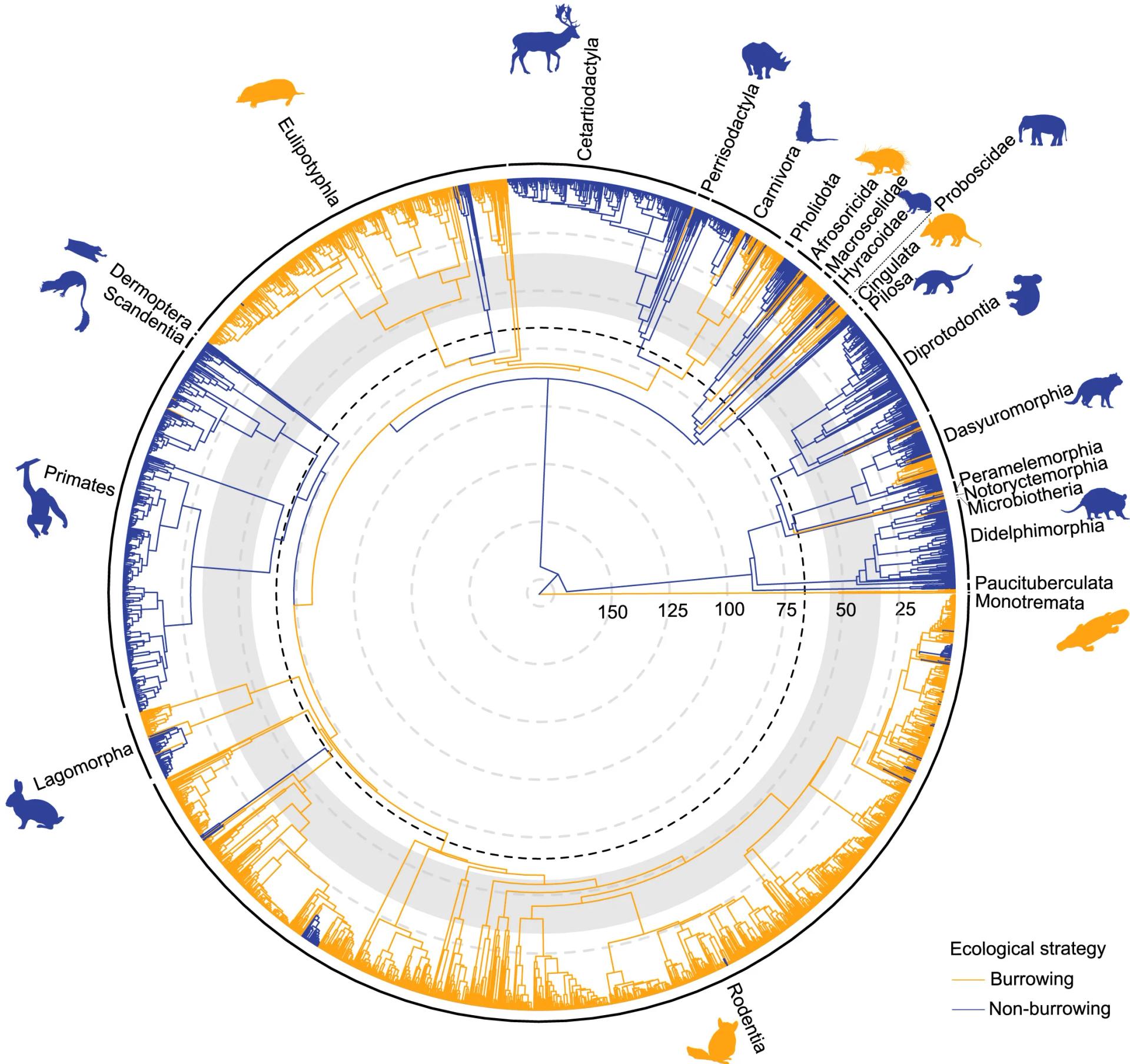 Open access visualization of Network, Pathway, Phylogeny, Mammals, Burrowing