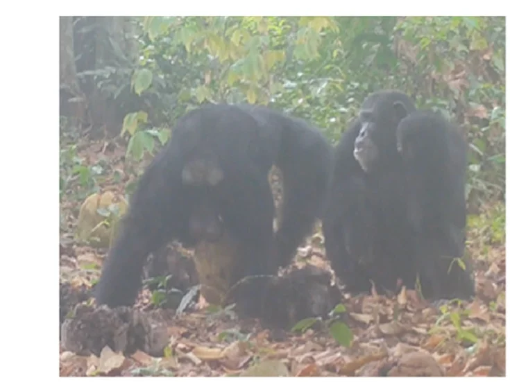 Open access visualization of Photo, Adult Males, T. africana Fruit, Ethanol, Fruit Sharing