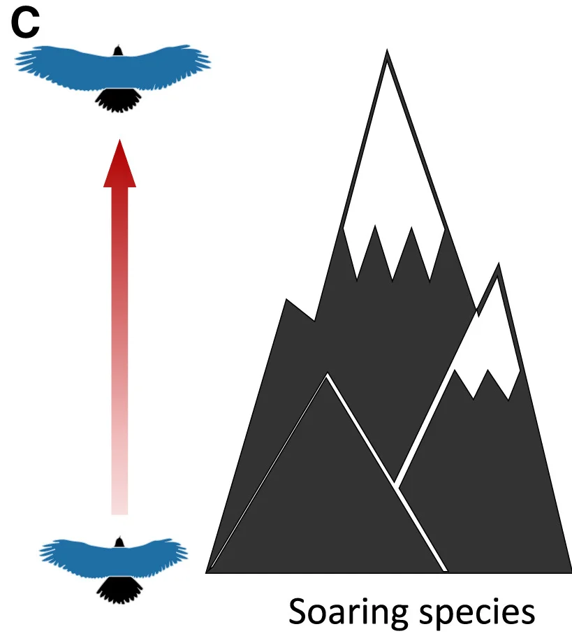 Open access visualization of Illustration, Wing Area, Macro-scale Analysis, Temperature, Thermal Uplifts