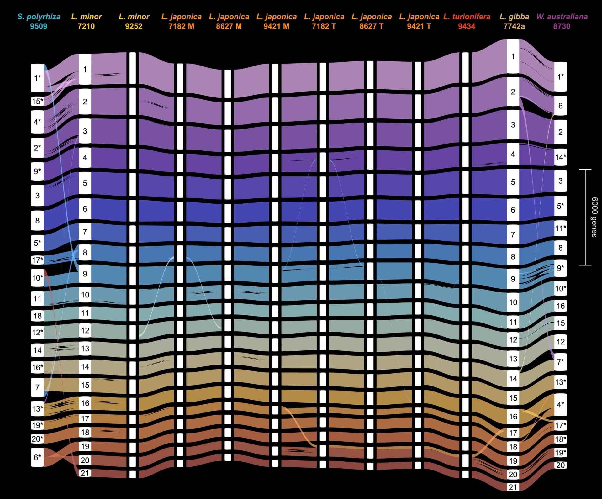 Open access visualization of Sankey, Gene-Level Synteny, Lemna, Wolffia, Genomes