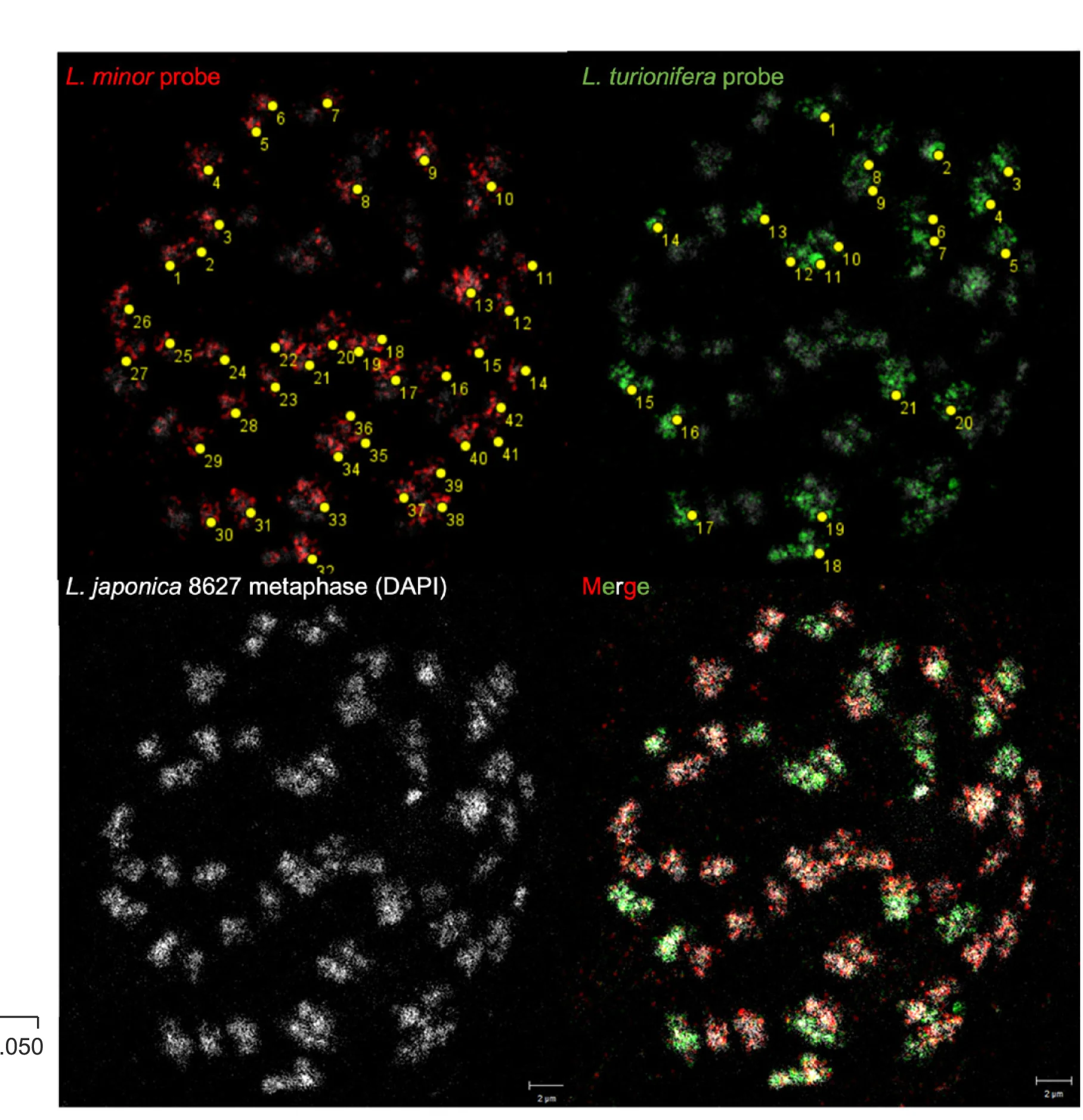 Open access visualization of Microscopy, Genome in Situ Hybridization, Genomic DNA, L. Minor, L. Turionifera